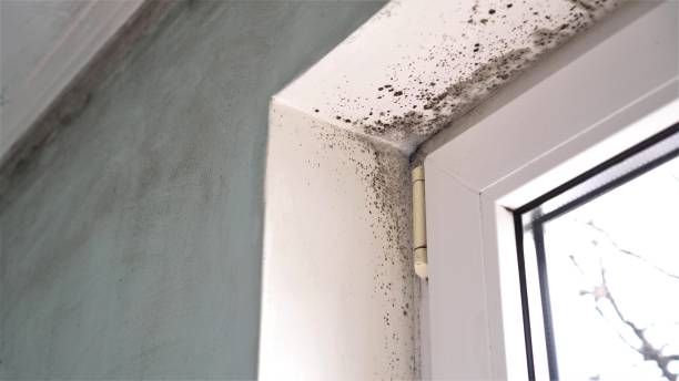 Reliable South Whitley, IN Mold Removal Solutions