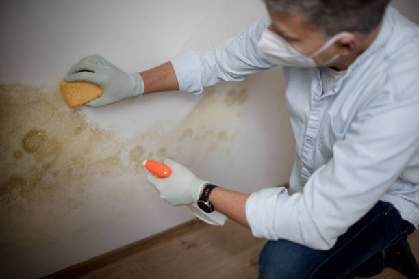 Best Black Mold Removal  in South Whitley, IN