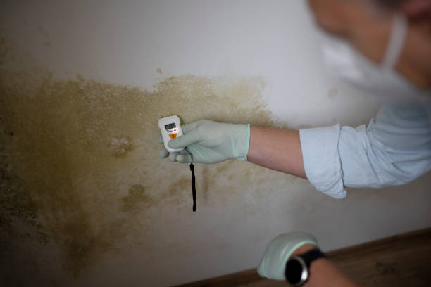 Mold Removal and Inspection in South Whitley, IN
