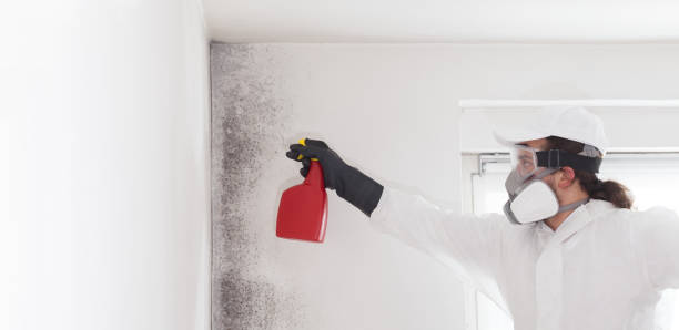 Home Mold Removal in South Whitley, IN