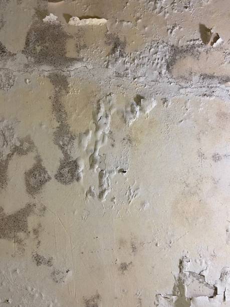 Best Mold Damage Repair  in South Whitley, IN